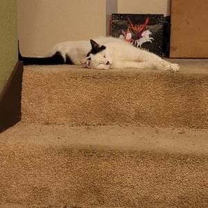 Meet your Posher, Nathan